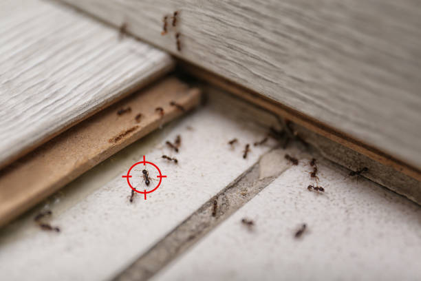 Best Bed Bug Extermination  in Dixmoor, IL