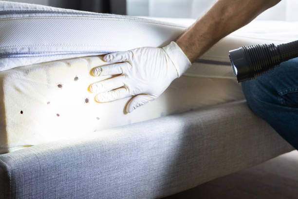 Trusted Dixmoor, IL Pest Control Experts