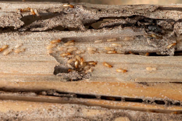 Best Termite Control Services  in Dixmoor, IL